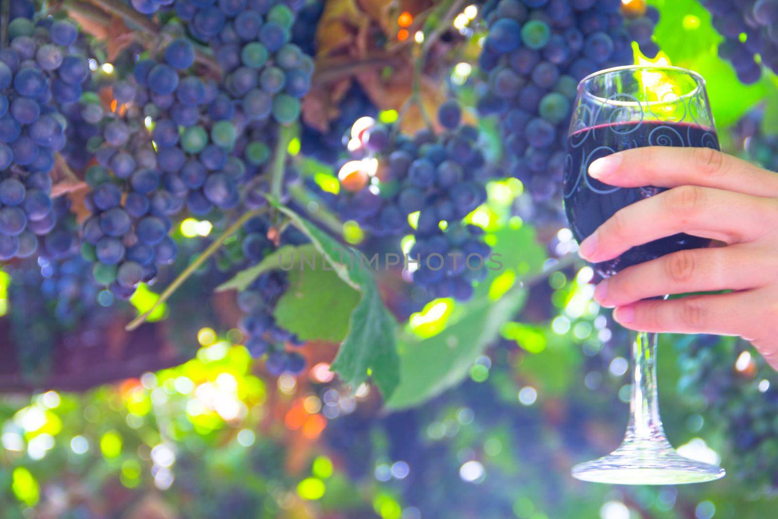 Hand holding red wine in a glass bunches of ripe red grape at vine outdoor