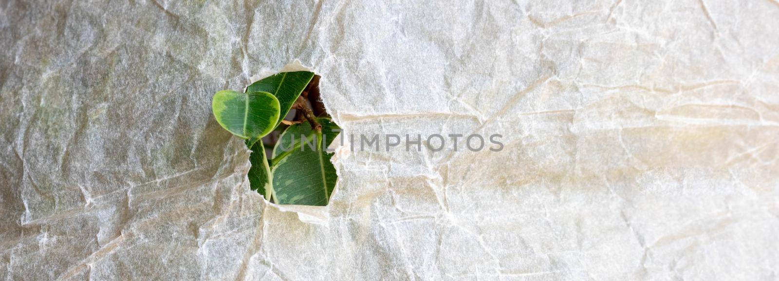 Bright green leaves of the plant in a hole on crumpled craft paper. Environmental concept. Place for your text.