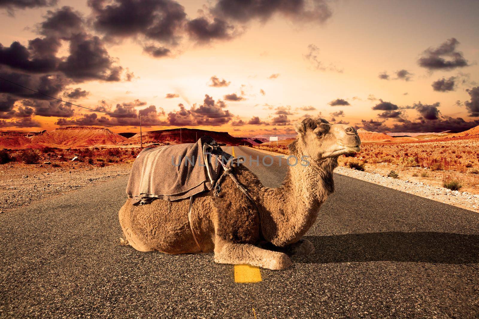 Africa travel. Dromedary and road.