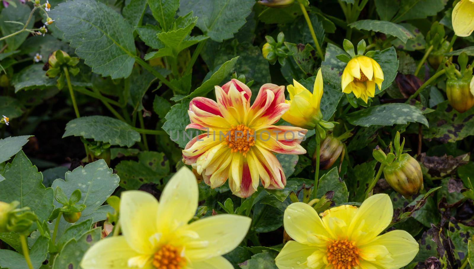 Yellow Dahlias on a green flower bed.