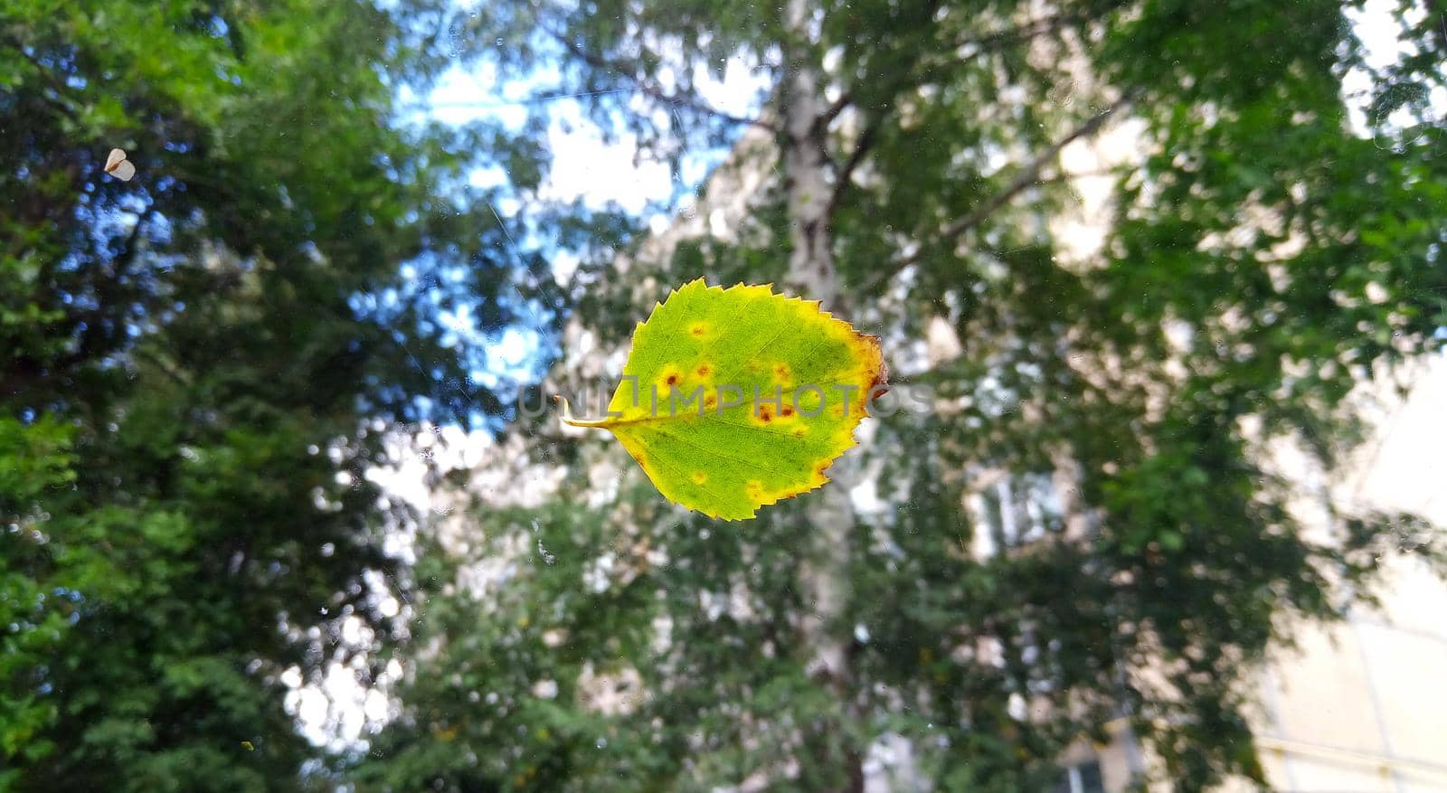 A fallen yellow leaf on a wet window.