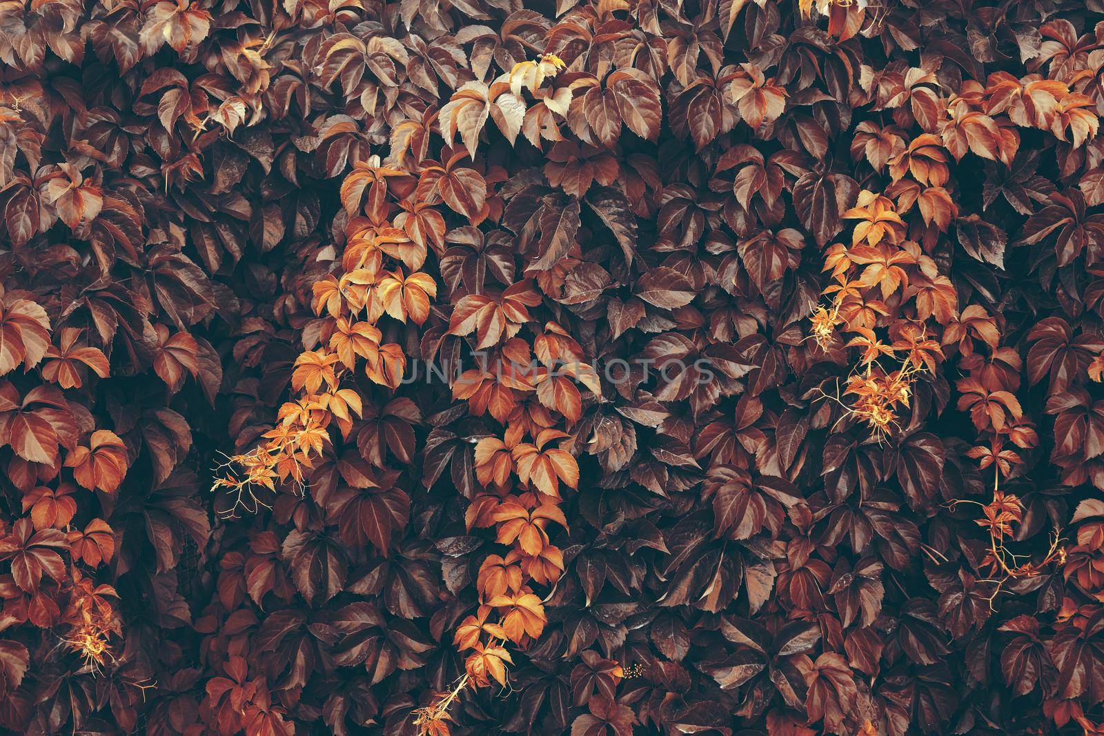 Nature background.Tree branchs,leaves and vegetation