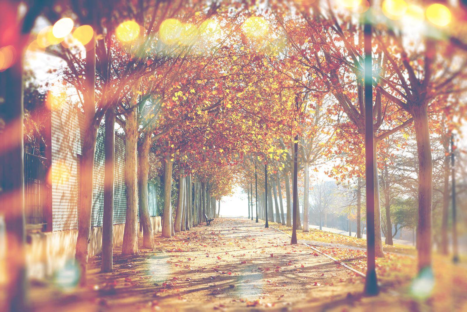 Autumn abstract background.Park and trees