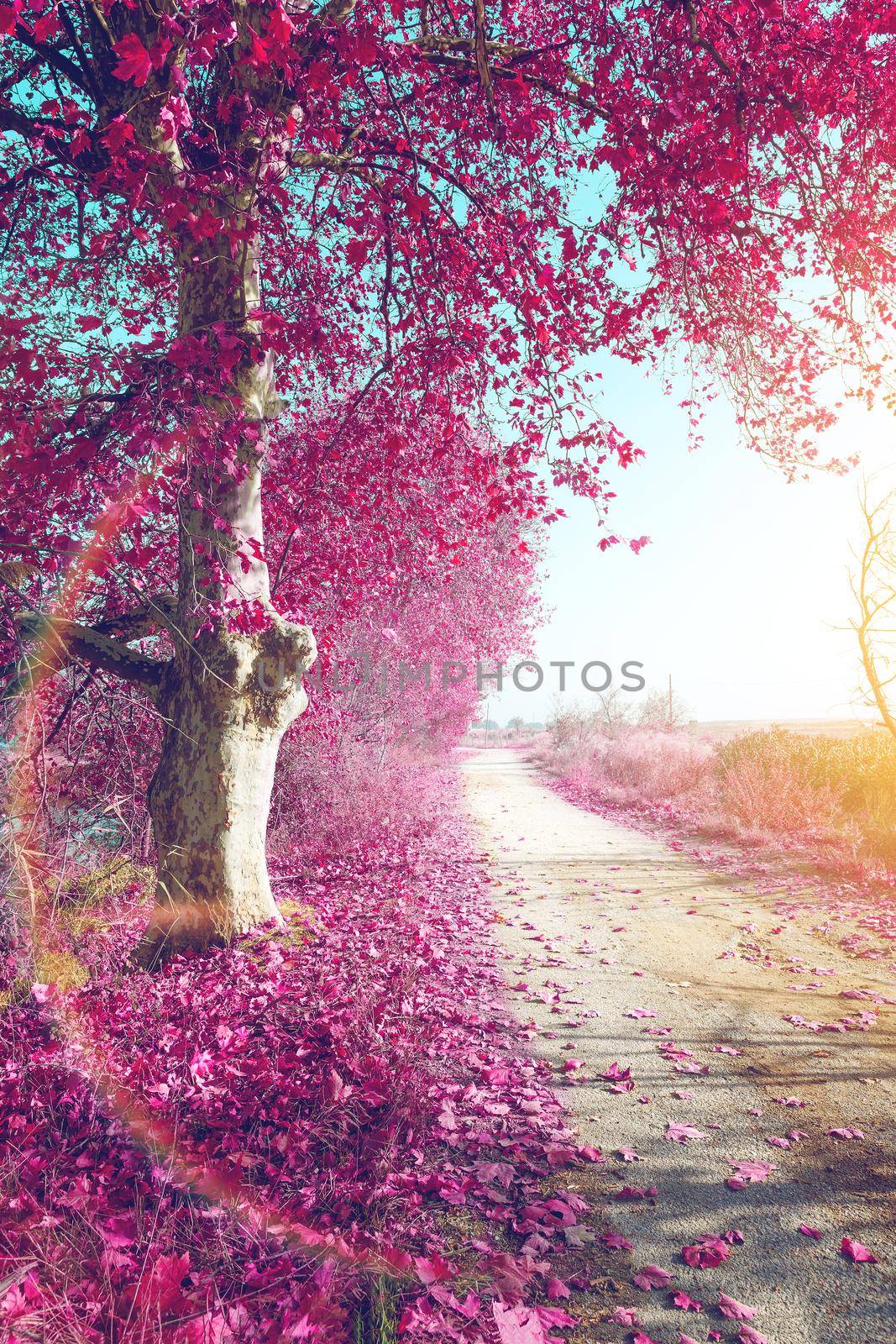 Surreal landscape and tree on the road