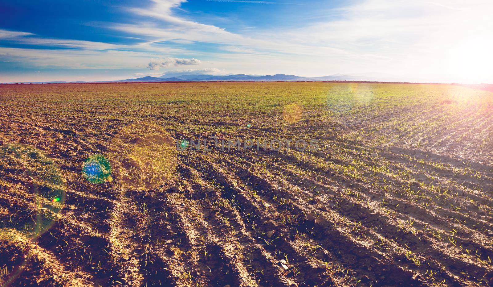 Plowed fields sunset landscape by carloscastilla