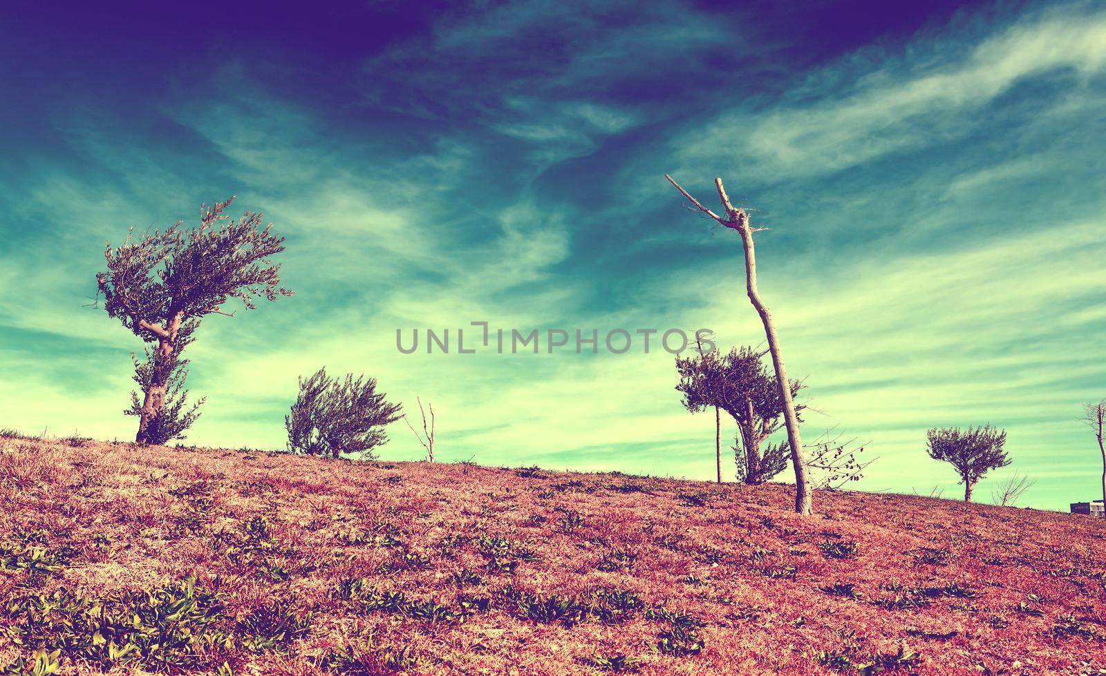 Tree and green grass in vintage style.Retro scenic nature