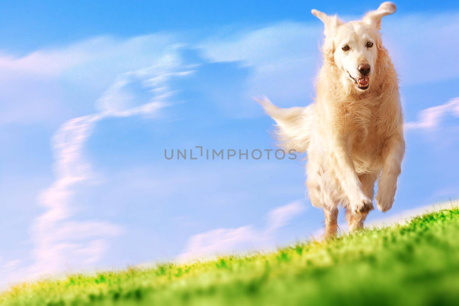 Happy and fun dog portrait running in the park