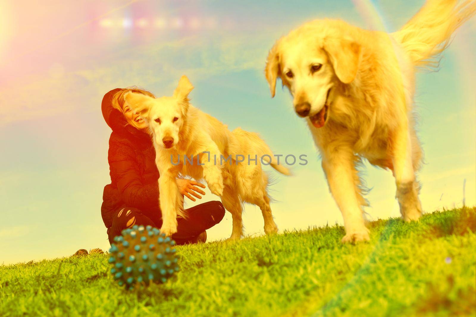 Woman and dogs playing in the park.Companion pets concept