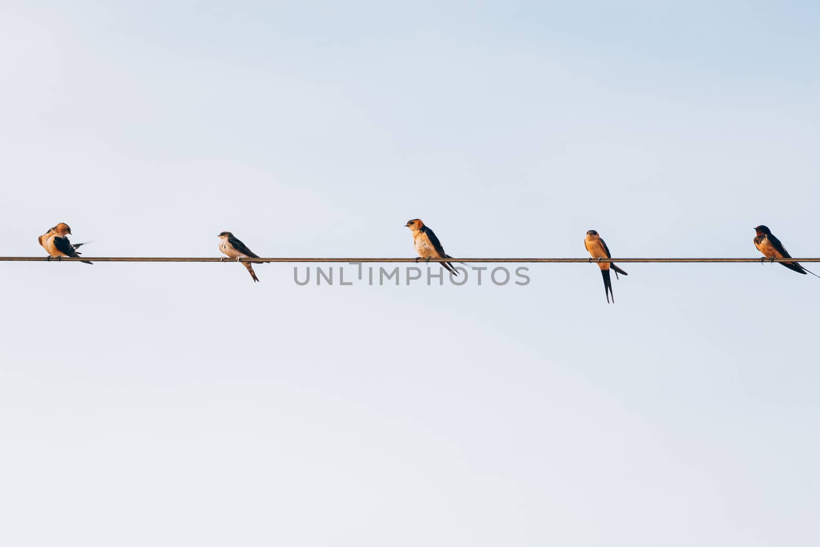 flock of small black birds village swallows sitting on the wires by Fotoeventis