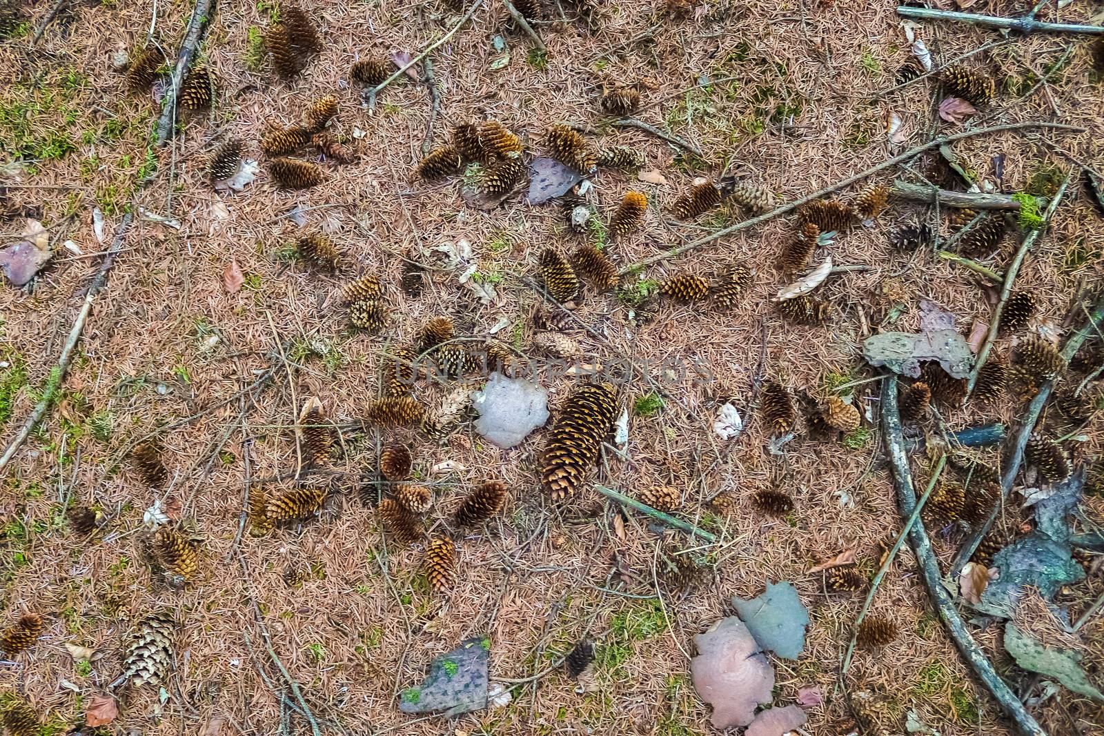 One long pine cone laying on the ground with brown needles in a  by MP_foto71