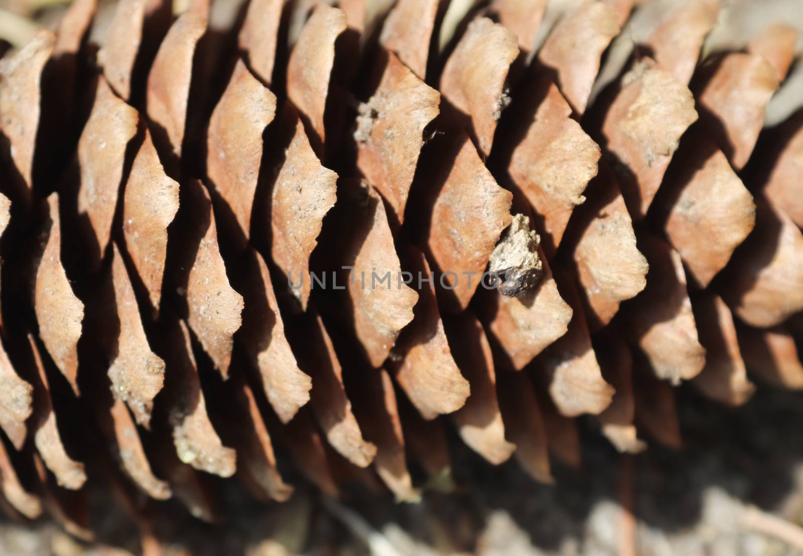 One long pine cone laying on the ground with brown needles on the forest ground