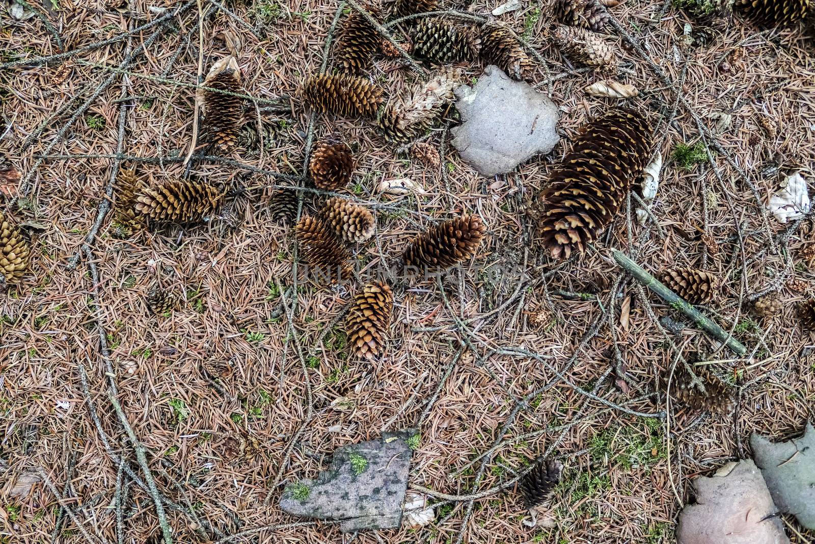One long pine cone laying on the ground with brown needles in a  by MP_foto71