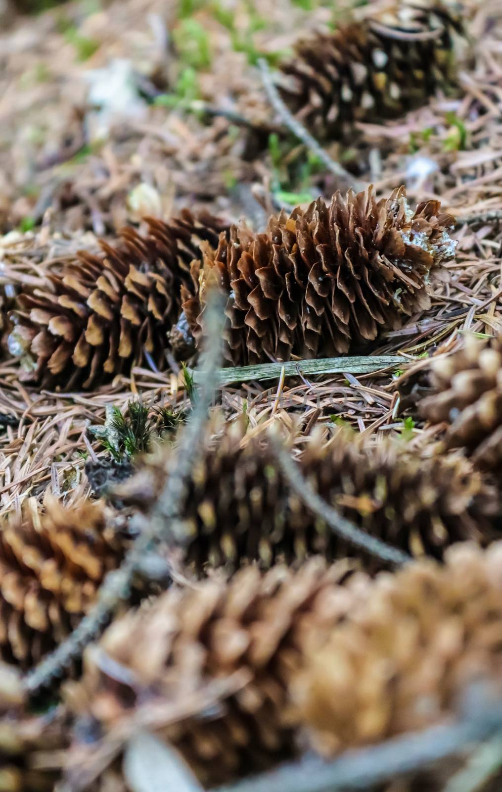 One long pine cone laying on the ground with brown needles in a  by MP_foto71