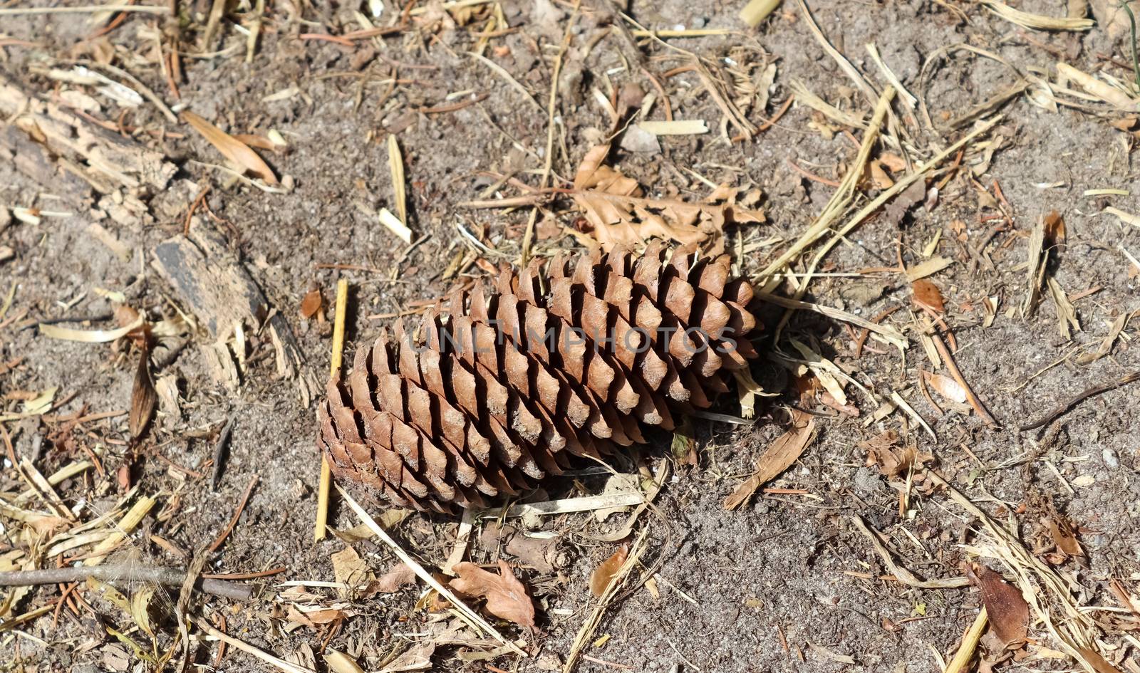 One long pine cone laying on the ground with brown needles on the forest ground