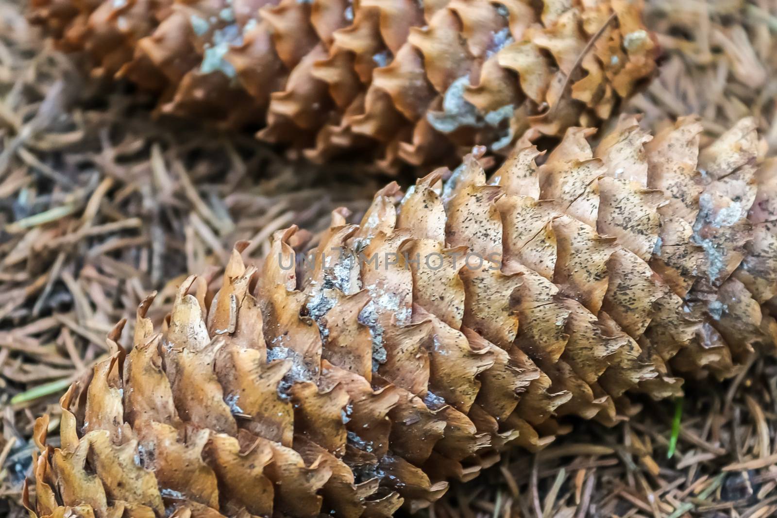 One long pine cone laying on the ground with brown needles in a  by MP_foto71