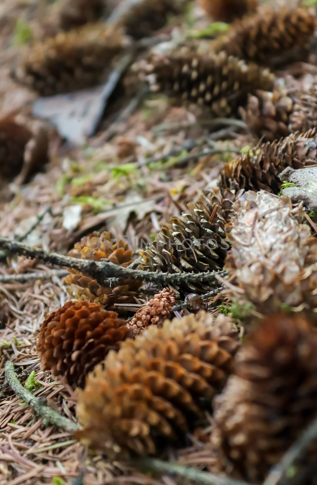 One long pine cone laying on the ground with brown needles on the forest ground