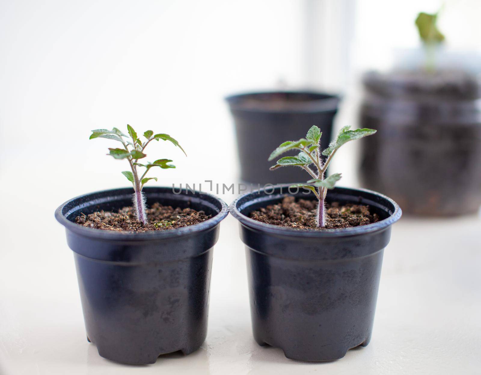 Close-up of seedlings of green small thin leaves of a tomato plant in a container growing indoors in the soil in spring. Seedlings on the windowsill