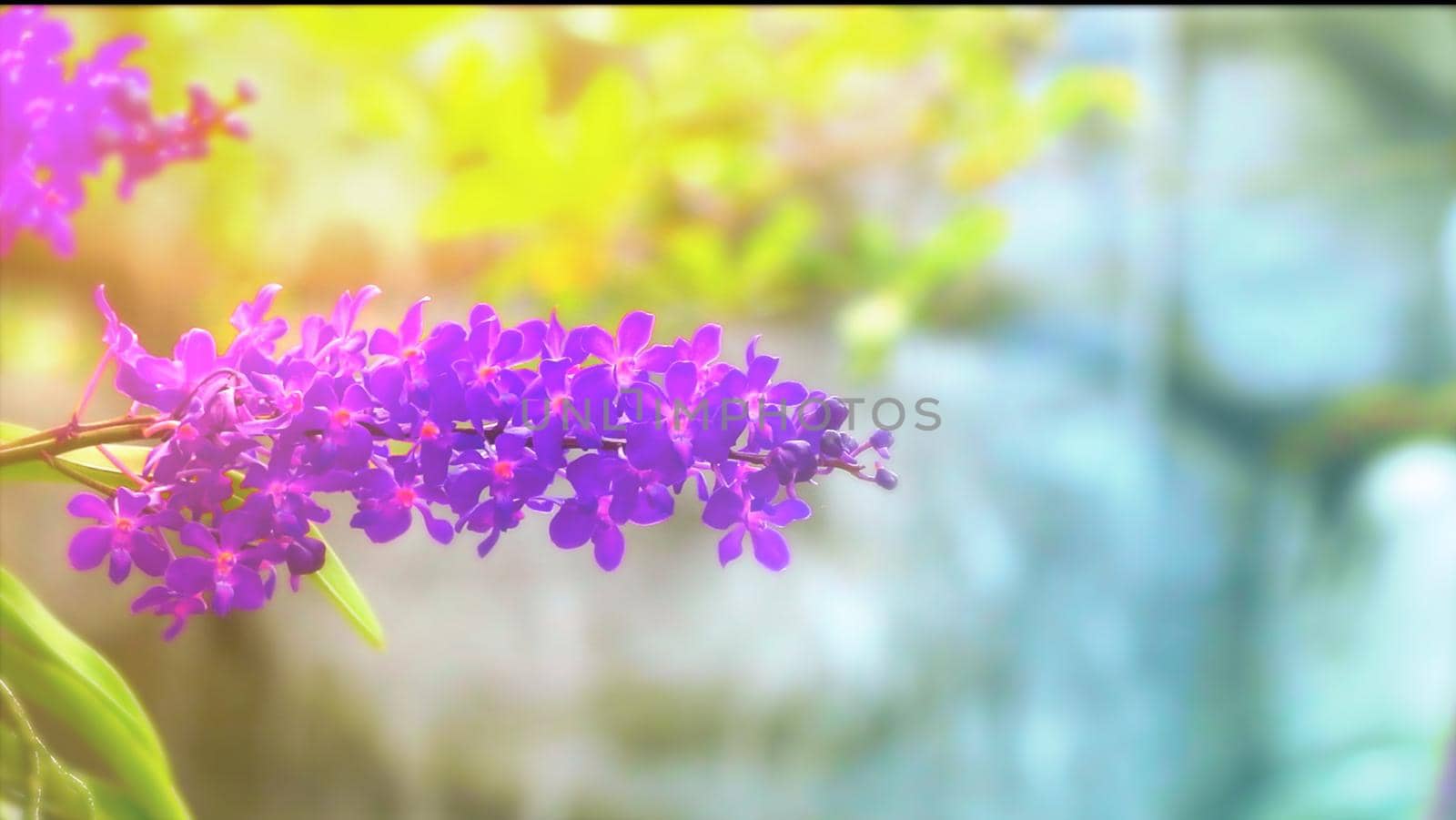 violet orchid flower blooming and yellow green leaves and blur blue waterfall background by Darkfox