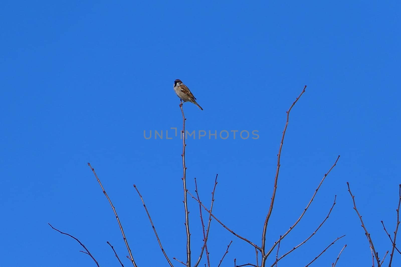 A small bird, a sparrow sits on a branch on the top of a tree or shrub against the blue sky. High quality photo