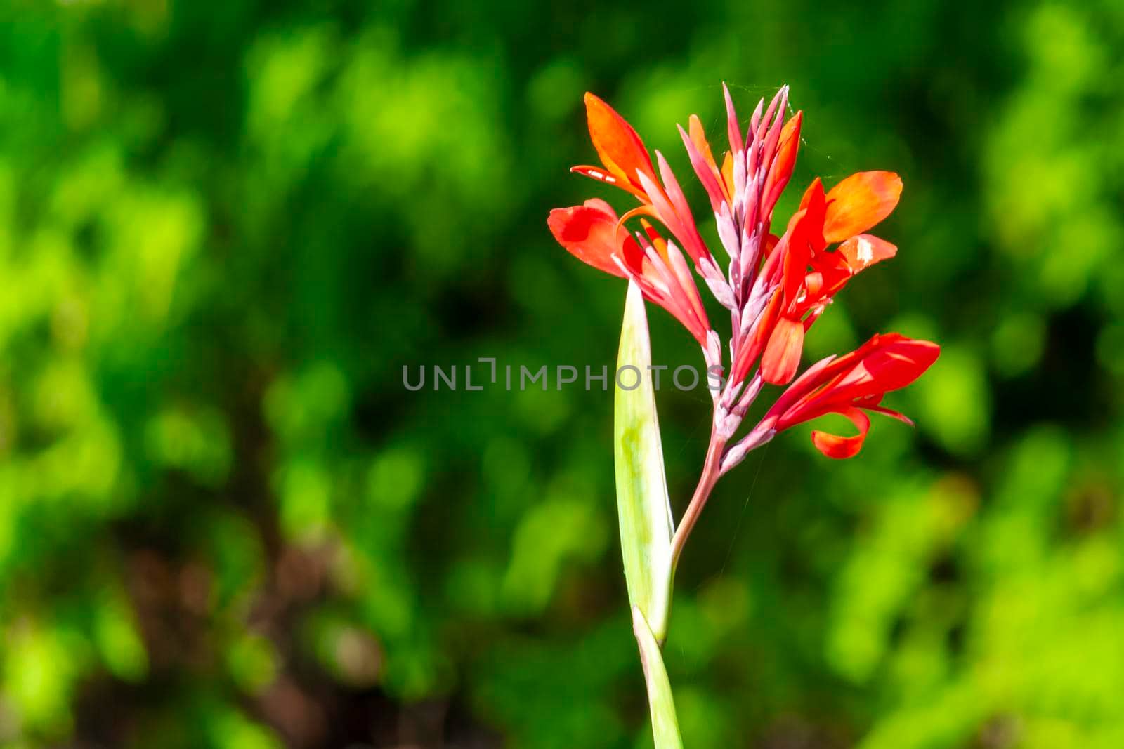 Red Canna flower growing. Sunny summer day. Front view. by Essffes
