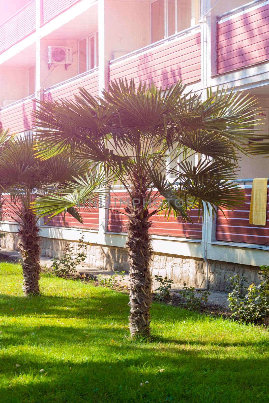 Palm trees near the hotel in the sunlight. Sunny summer day. Front view. Crimea, Sudak - 10 October 2020. by Essffes