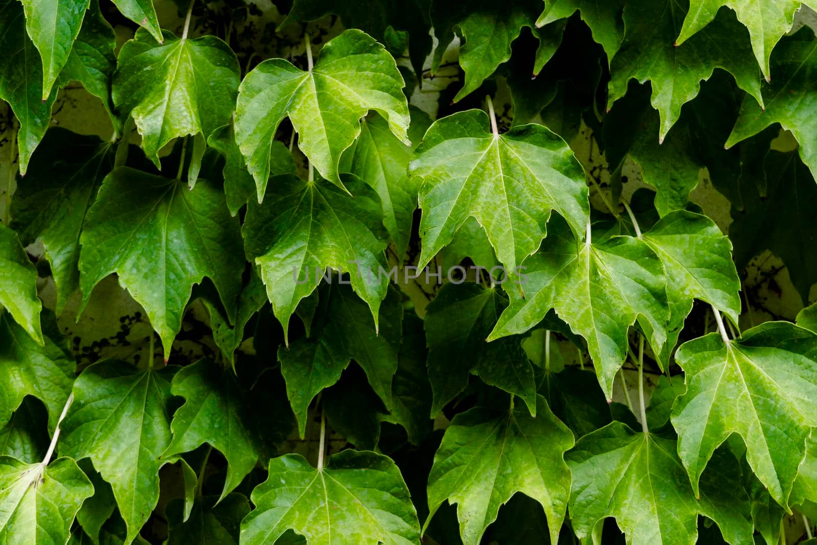 Natural beautiful wall. Front view.