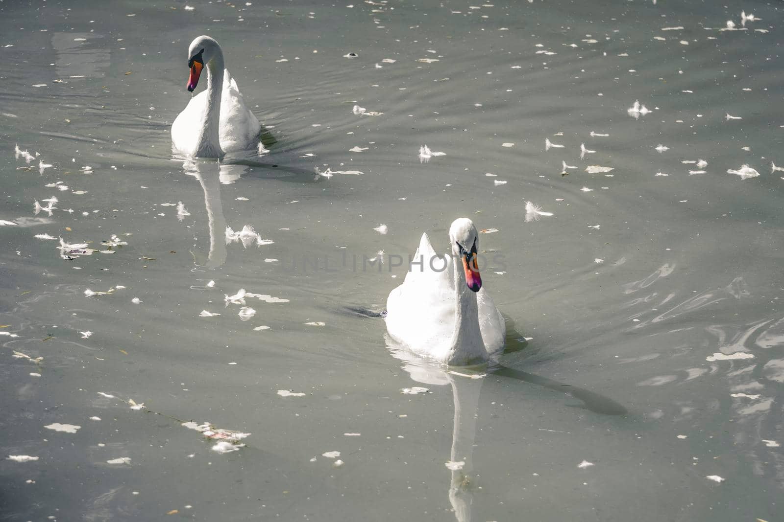 Swan floats on pink water