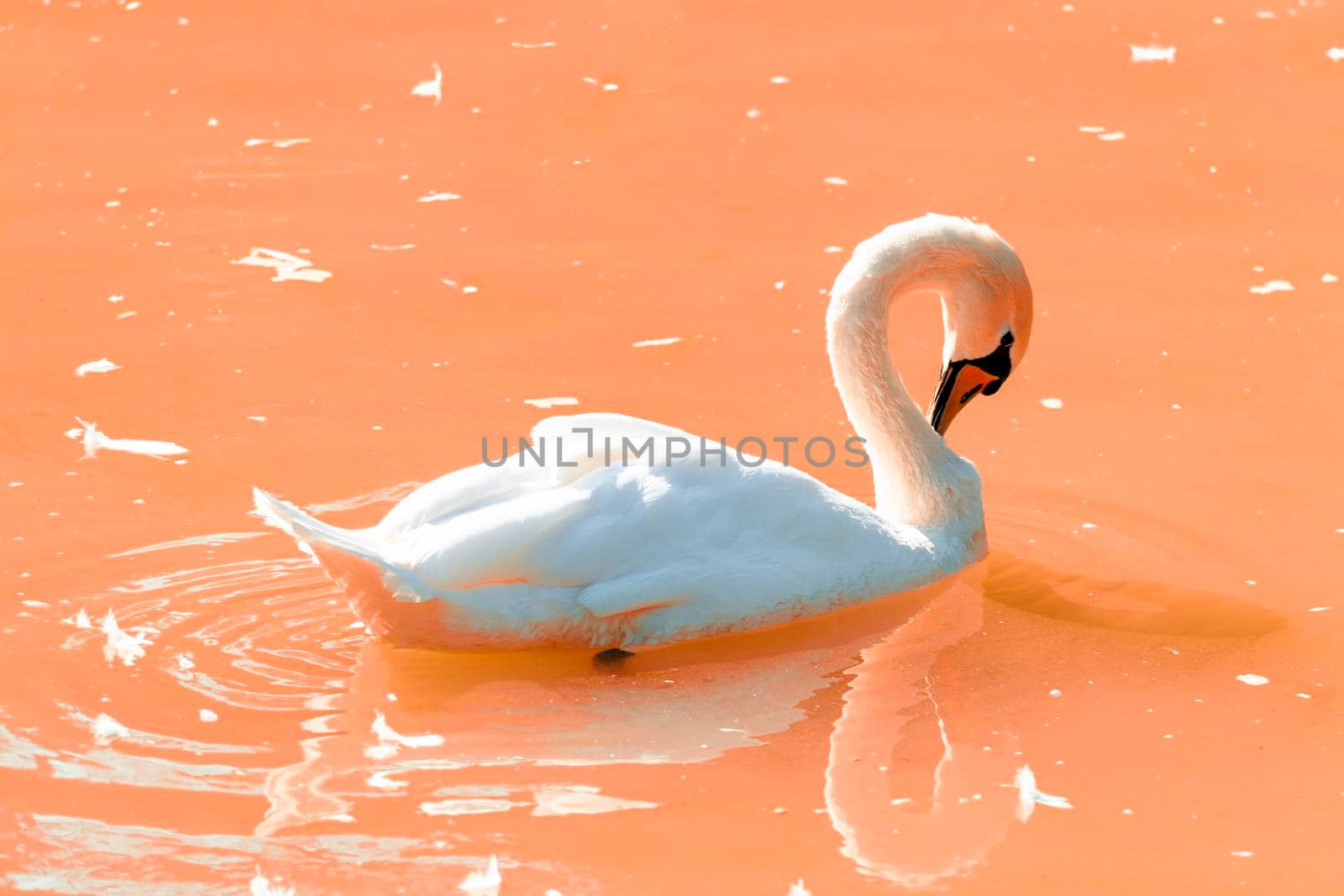 Swan floats on pink water.