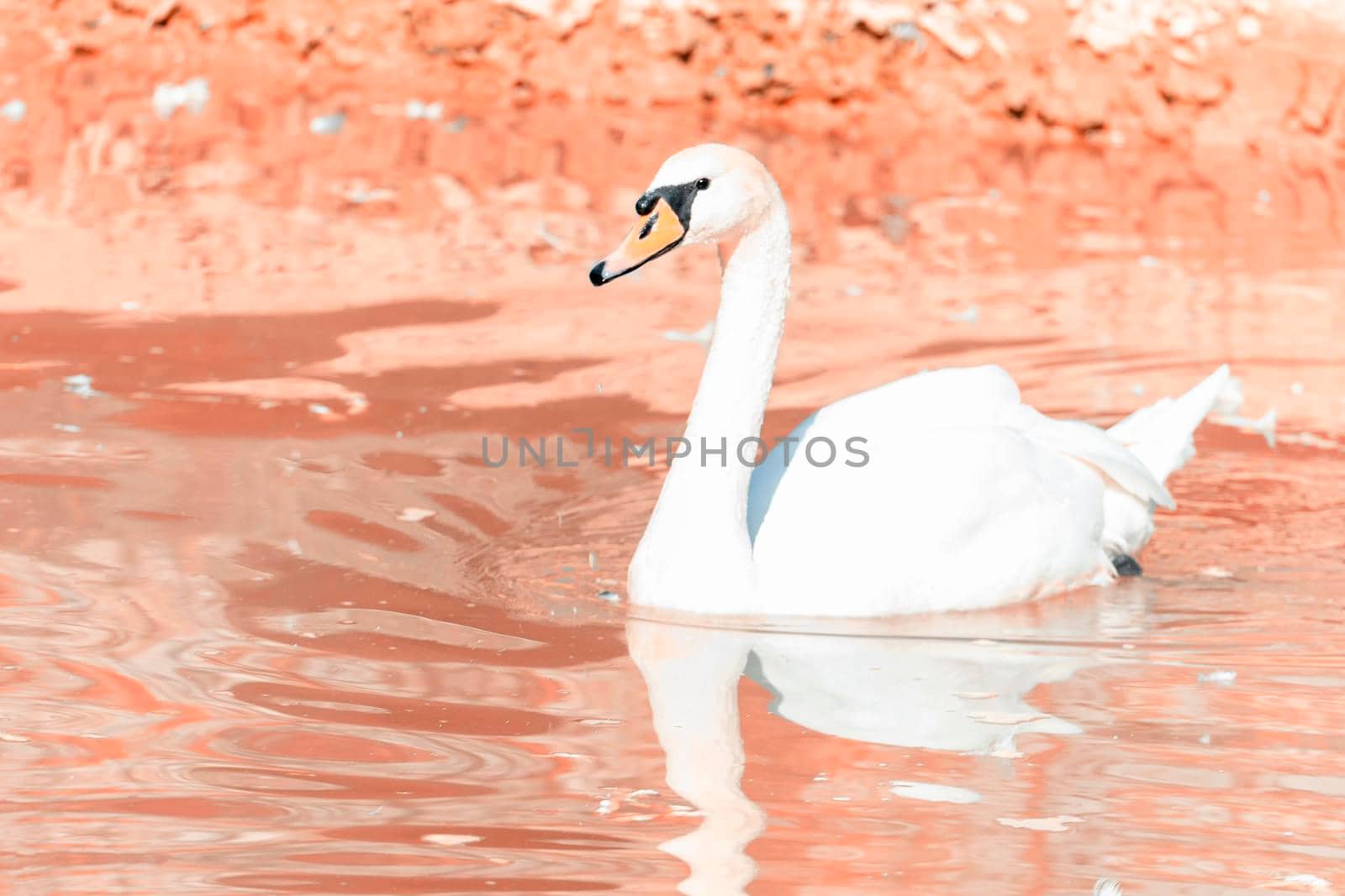 Swan floats on pink water