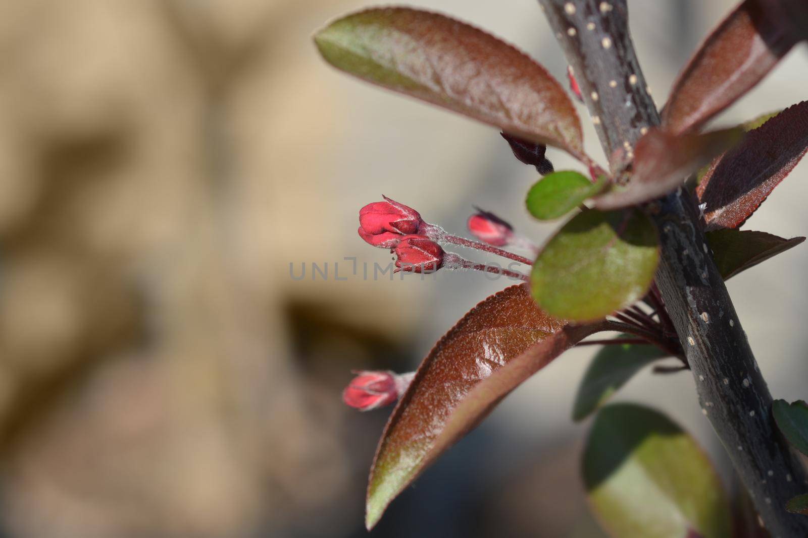 Crabapple Eleyi flower buds - Latin name - Malus x purpurea Eleyi