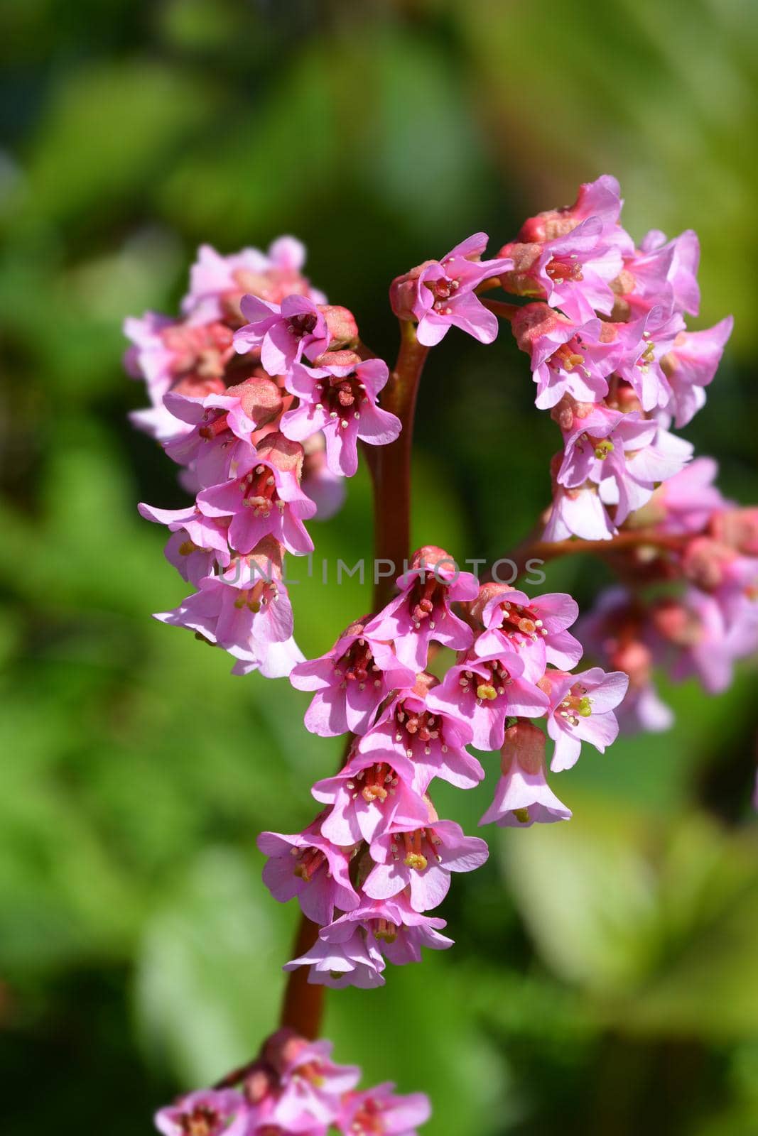 Purple bergenia flowers - Latin name - Bergenia purpurascens (Bergenia delavayi)