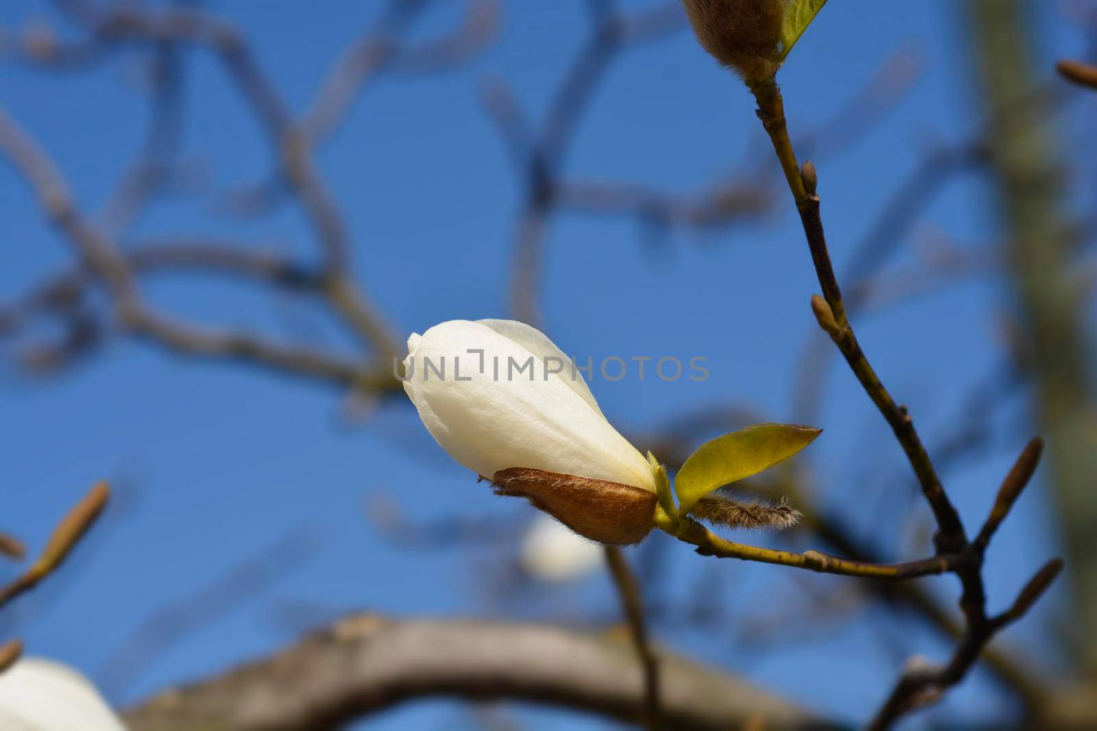 White Magnolia (Soulangeana hybrids) - Latin name - Magnolia x soulangeana