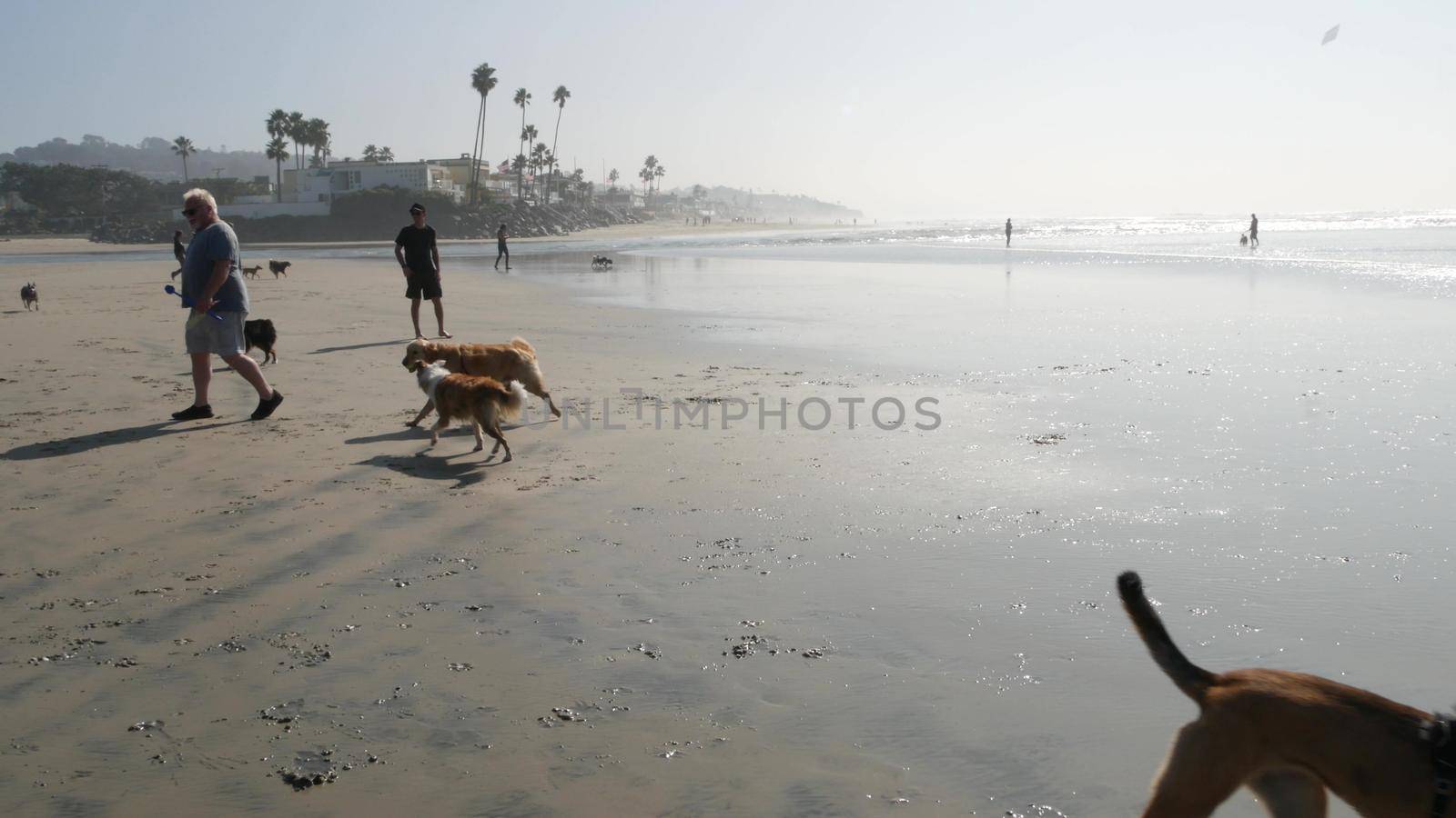 Del Mar, California USA - 23 Jan 2020: Dog friendly beach. People walking and training pets. Owners strolling and playing with various puppies. Men, women and many different dogs running near ocean.