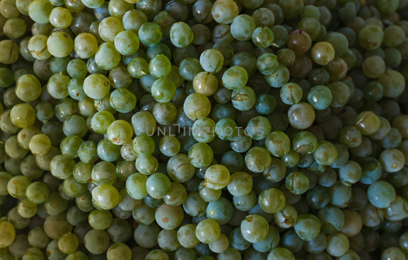 White grapes for wine production, background. Ripe crop ready for production in the fall. Vineyard in France. Template for design. Copy space.