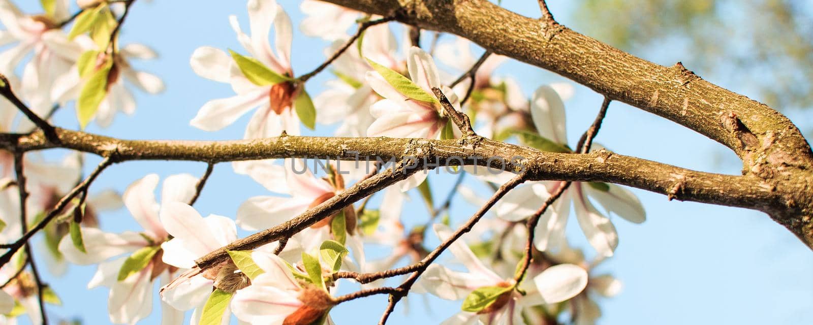 Mysterious fabulous spring floral wide panoramic banner with an incredible white magnolia flower in a summer garden on a blurry sunny background. Spring background. Copy space.