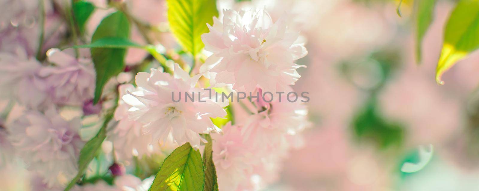 fabulous spring floral wide panoramic banner with green leaves and pink sakura flowers in a summer garden on a blurry sunny background. Spring background. Copy space.
