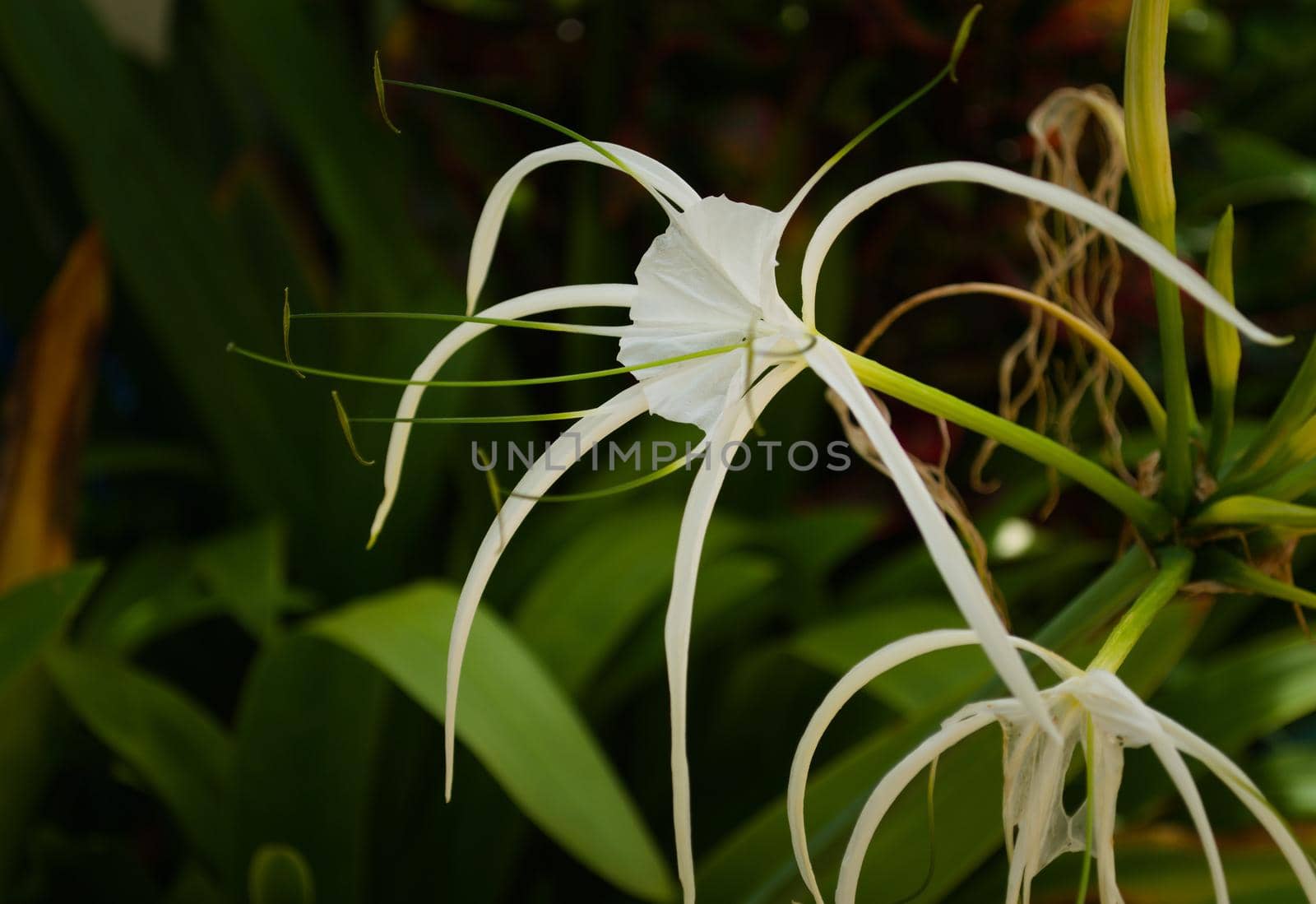 Caribbean spider lily (Hymenocallis caribaea), close up of a specimen in a garden in Thailand.