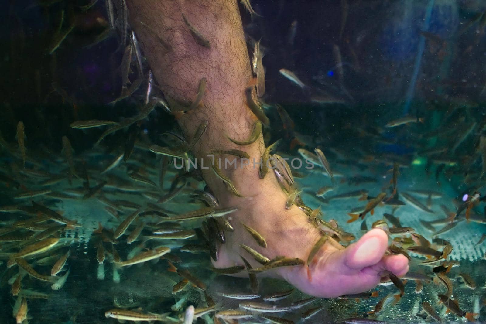 Small fish cleaning a man's foot in a tank in Phuket, Thailand. by hernan_hyper