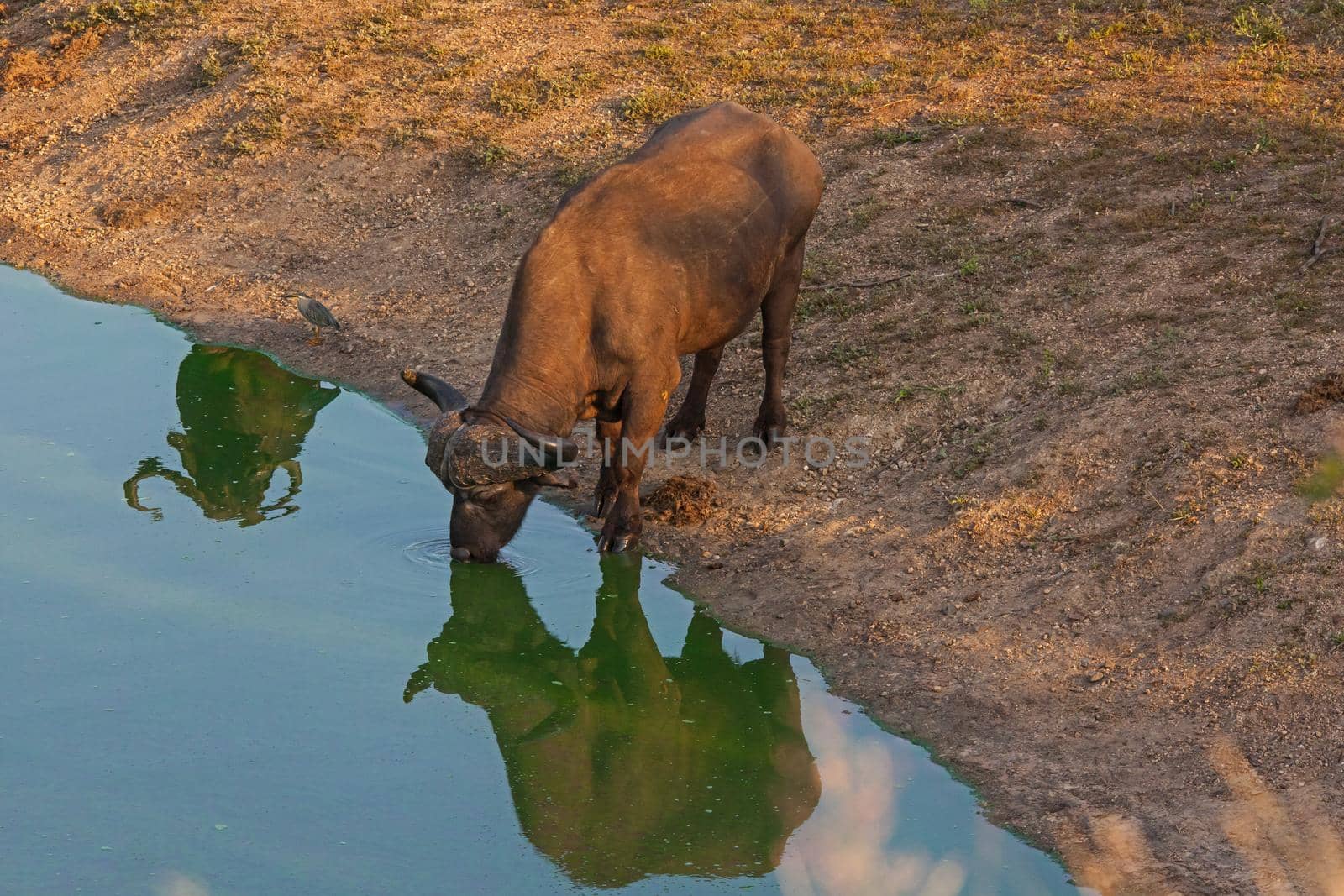 A Cape Buffalo (Syncerus caffer) bull, reflected in the water.