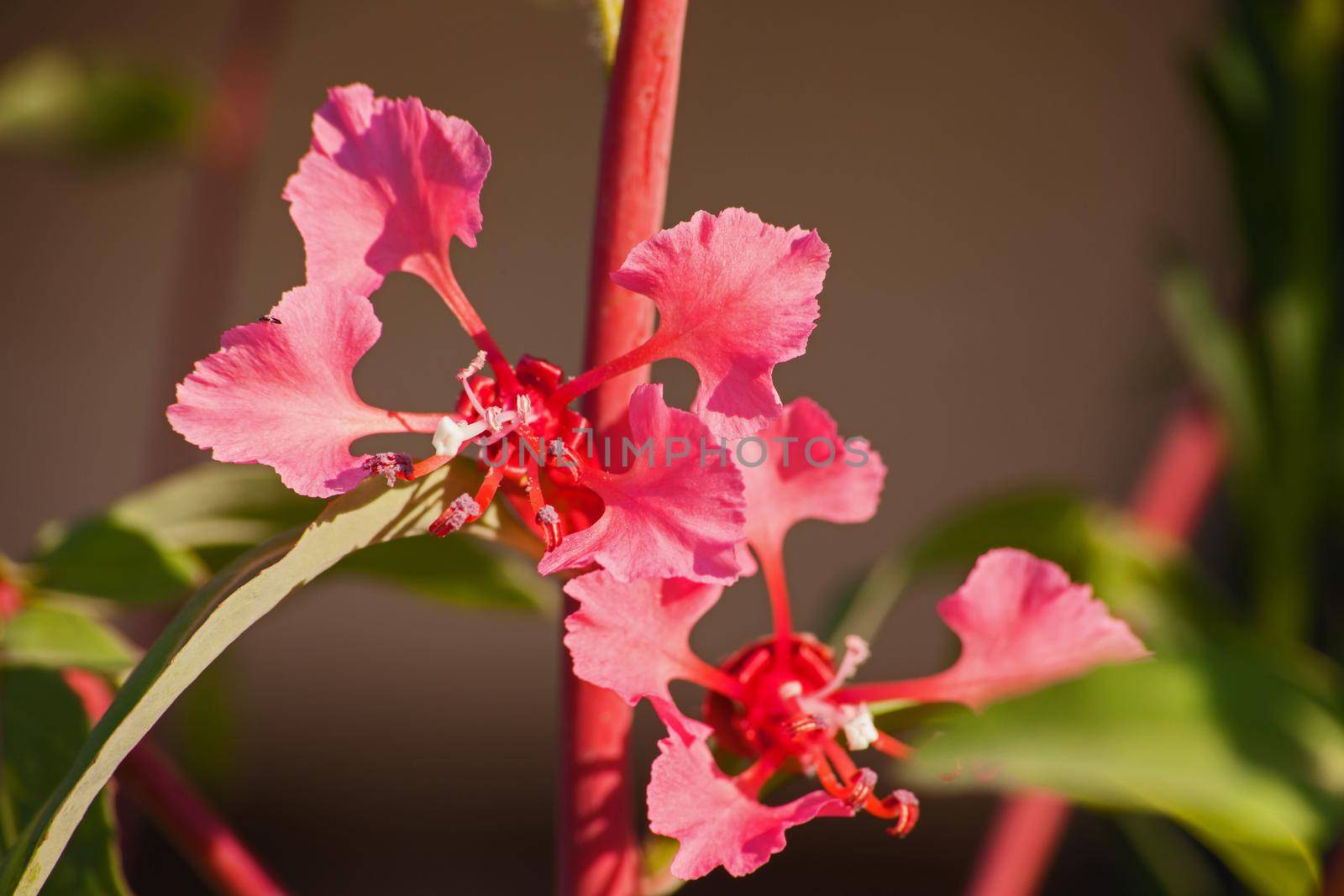 The Elegant Clarkia (Clarkia unguiculata) is endemic to the Californian woodlands and is common on the forest floor of many oak woodlands.