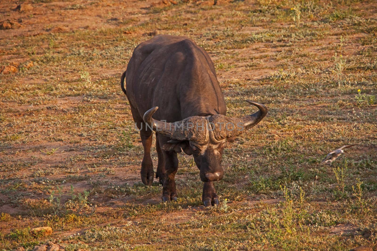 A Cape Buffalo (Syncerus caffer) bull displaying it's massive horns.