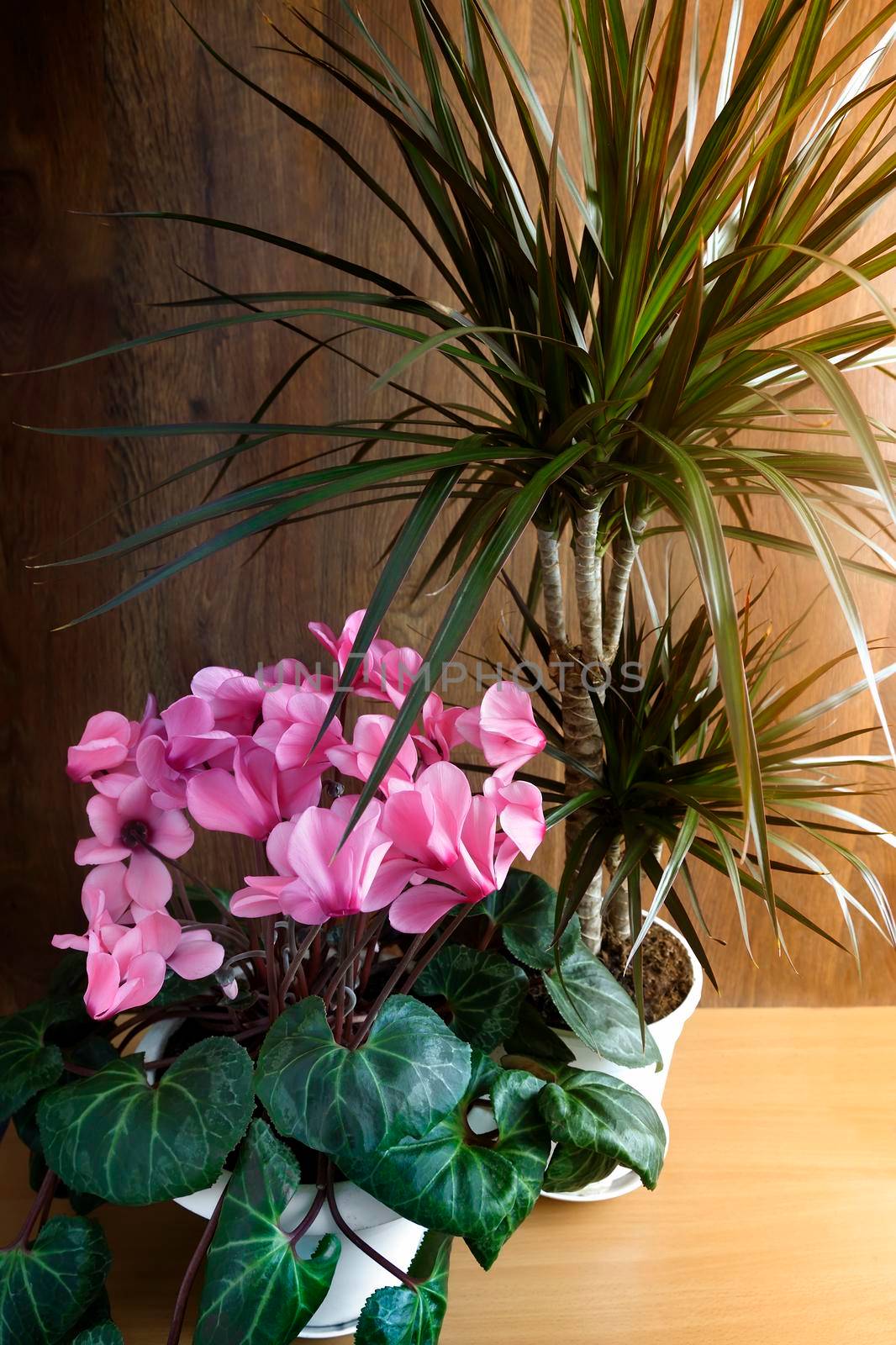 Potted flowers: blooming pink cyclamen and tropical plant dracaena.
