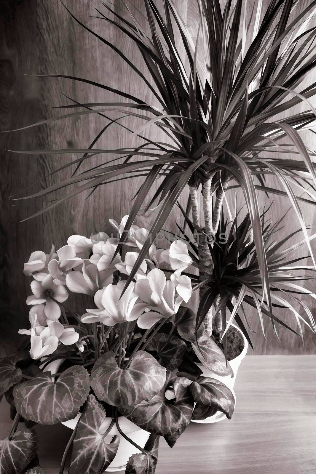 Potted flowers: blooming pink cyclamen and tropical plant dracaena. Black and white image.