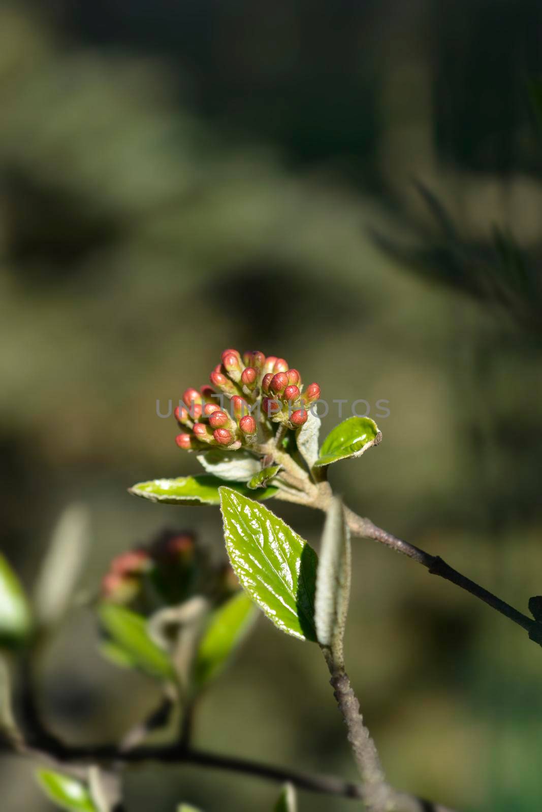 Burkwood viburnum branch with flower buds - Latin name - Viburnum x burkwoodii