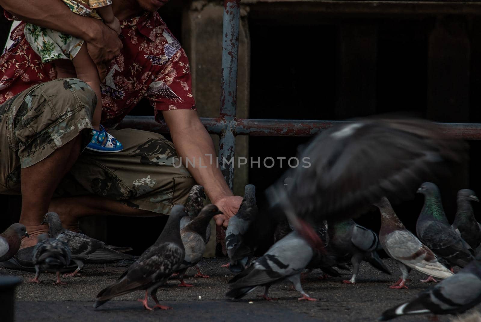 Nonthaburi, Thailand - 21 Jul 2019 : An asian man and baby feeding a lot of pigeons flying around nonthaburi Pier in the evening.