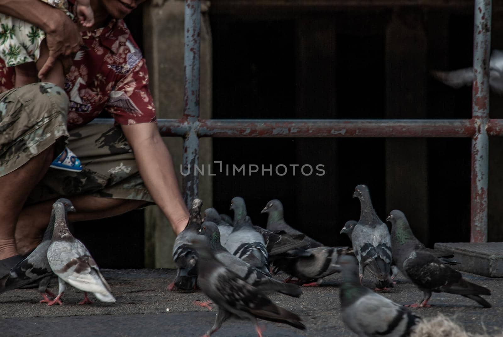 Nonthaburi, Thailand - 21 Jul 2019 : An asian man and baby feeding a lot of pigeons flying around nonthaburi Pier in the evening.