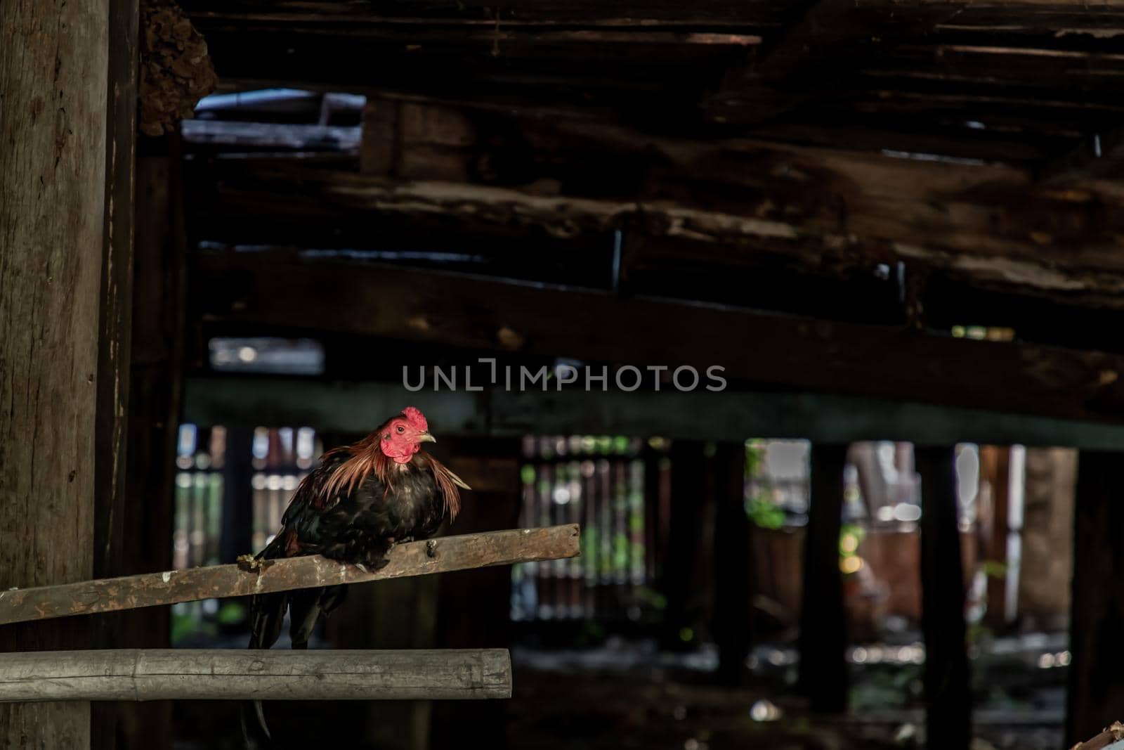 Colorful rooster or fighting cock in the temple, A gamecock is a type of rooster and game fowl, a type of chicken with physical and behavioral traits suitable for cockfighting, Selective focus.
