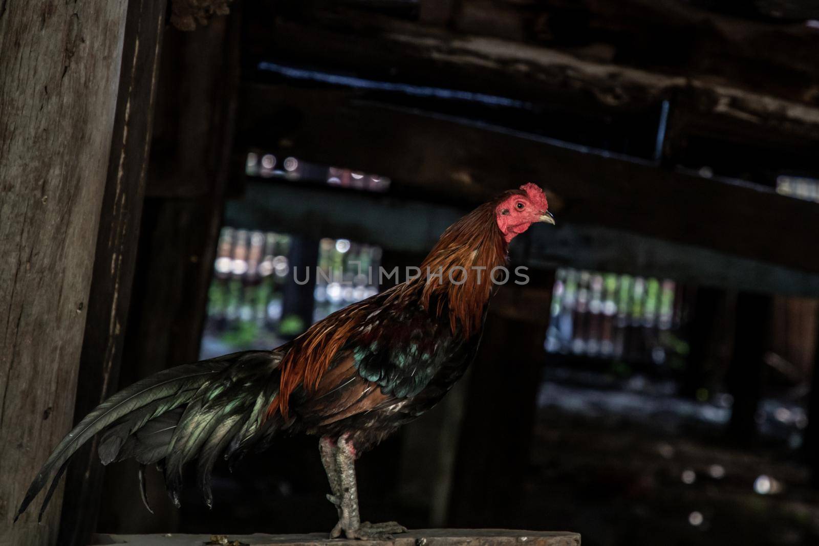 Colorful rooster or fighting cock in the temple, A gamecock is a type of rooster and game fowl, a type of chicken with physical and behavioral traits suitable for cockfighting, Selective focus.