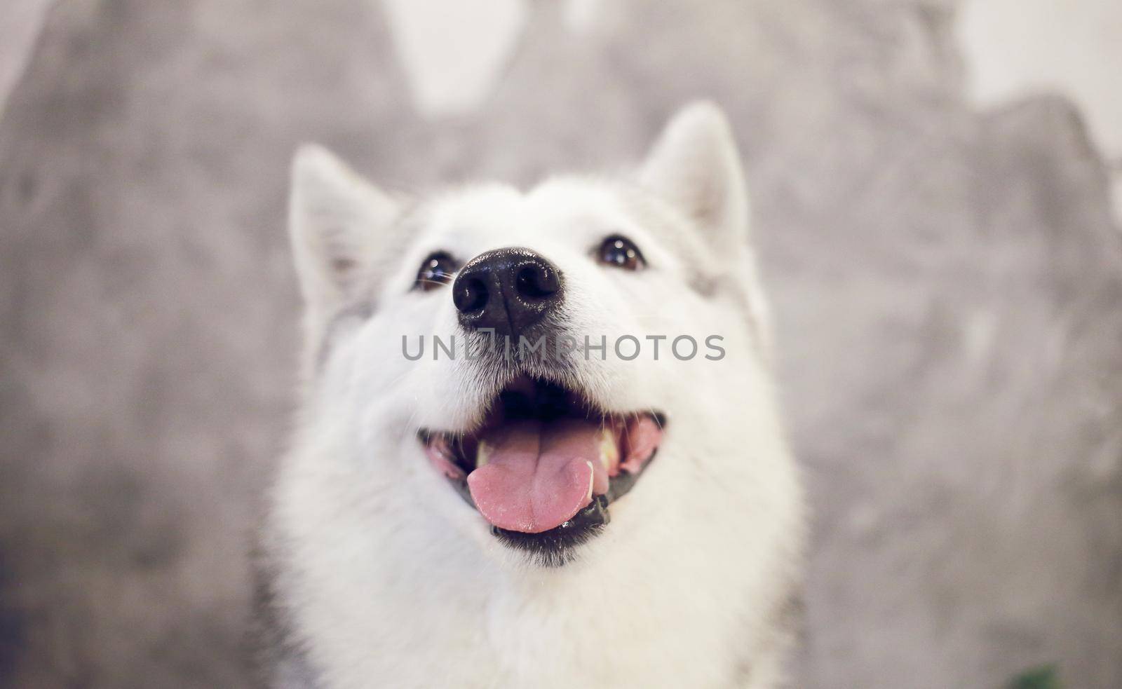 The nose of a happy Siberian Husky dog of gray-white color. 