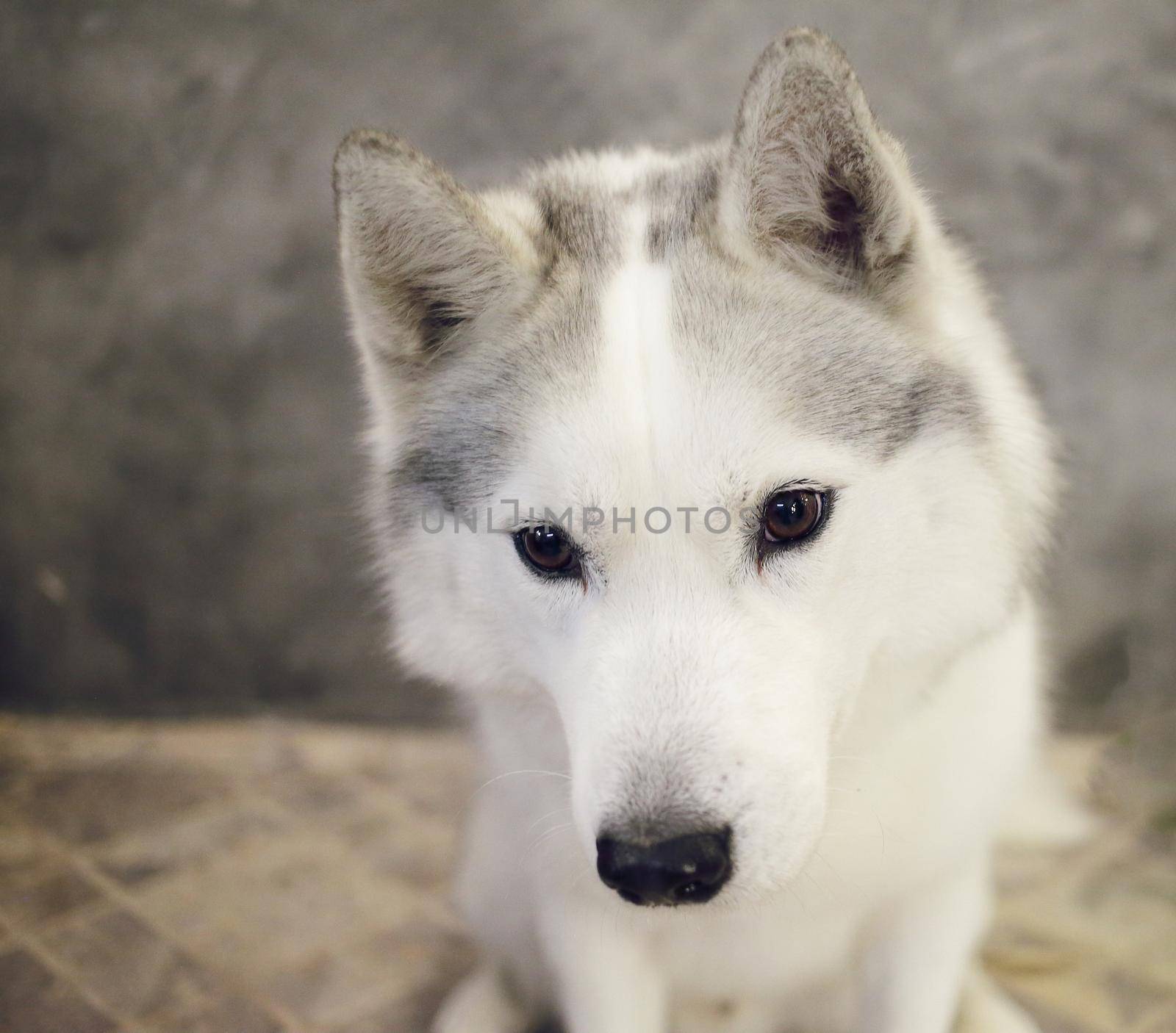 The muzzle of a dog Siberian Husky gray and white. 